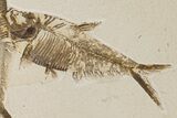 Two Fossil Fish (Diplomystus) - Wyoming #198394-3